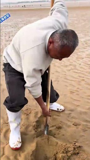 Exploring Fresh Seafood by the Sea: Digging Razor Clams with a Shovel