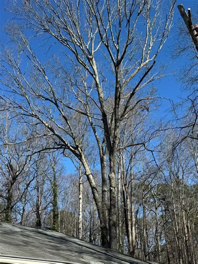 #fyp #supportsmallbusiness #proservicetreeservice #TreeRemoval