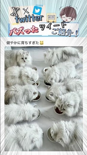 [Too Cute] The Tweet That Went Viral on X is Hilarious! Part 213 #Daichannel