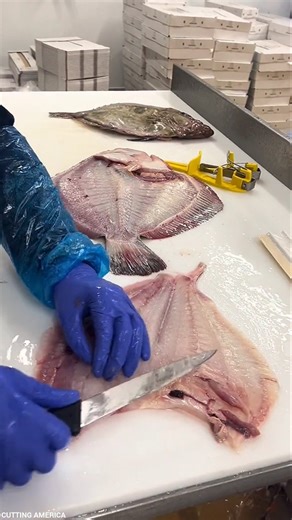 Luxury Turbot Filleting || #shorts