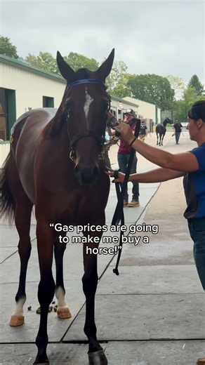 Buy the horse!