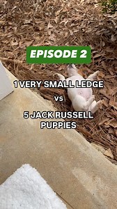 On today’s episode of 1 Very Small Ledge vs. 5 Jack Russell Puppies… They’re older, wiser, and mastering their surrounds on this episode! Jumping, climbing, and sometimes tumbling— but always learning🐾 These little adventurers are full speed ahead these days, zipping around with endless energy and confidence! We are prepping them to head off to their forever homes where their next big adventures await. Bittersweet for us no doubt, but so excited for these little guys and their families! 💚🏠 • 