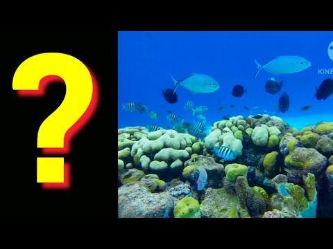 Discover Stunning Tropical Fish & Vibrant Coral Reefs – Must-See Underwater Wonders!