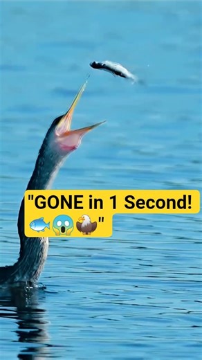 "Giant Bird Swallows Fish in ONE MOVE! 🦅🐟😱 Epic Nature Moment!"