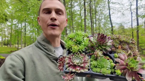 What are hens & chicks and how to grow them (Sempervivum spp.)