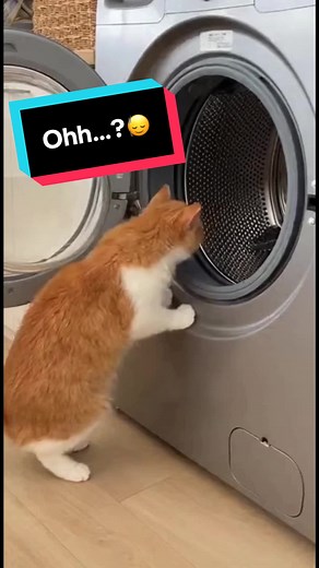 CAT vs Washing Machine: A Hilarious Encounter!