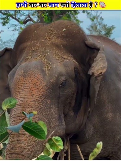 Why Elephants Flap Their Ears? 🐘 It’s Not What You Think | 😳 #shorts