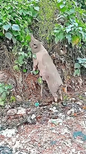 This Boar Can Be Hunted By Tribal Hunters.इस सूअर का शिकार आदिवासी शिकारी कर सकते हैं।#shortsfeed