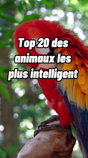Top 20 des animaux les plus intelligents au monde