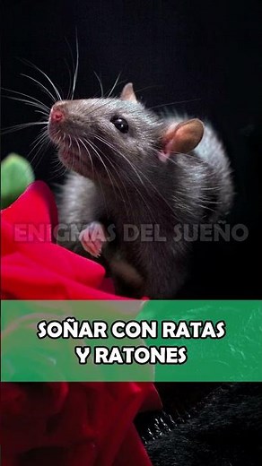 Dreaming about rats and mice: What does it mean? ✨ Dream interpretation ✨