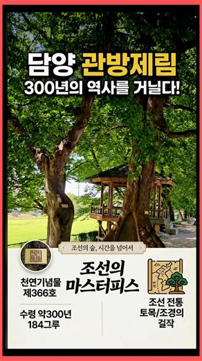 여름관방제림 #담양가볼만한곳 #담양 #천연기념물