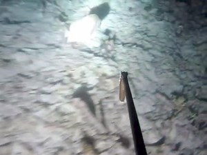 Night Spearfishing, fish arrows and cuttlefish | Fishing Videos
