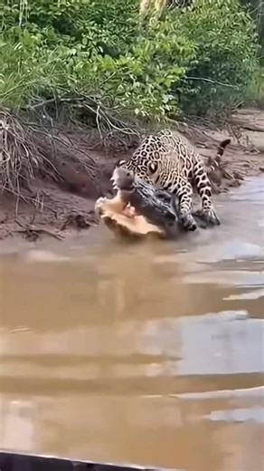 Jaguar no caigas en el agua! Correrás mucho peligro!🐆💀 #venezuela #shorts #youtube #short #shorts