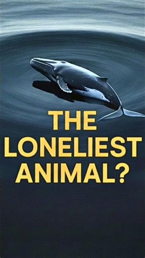 The Mystery of the 52 hertz whale #facts #viral #shorts #trending #mystery #animalfacts