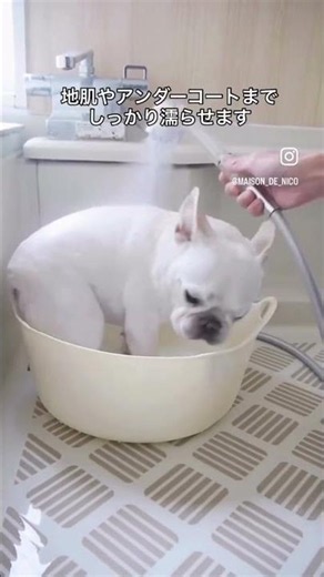 簡単なのに差が出る！ シャンプー前のひと手間 #ドッグシャンプー #膿皮症 #frenchbulldog #ペットのスキンケア #pets #マラセチア皮膚炎