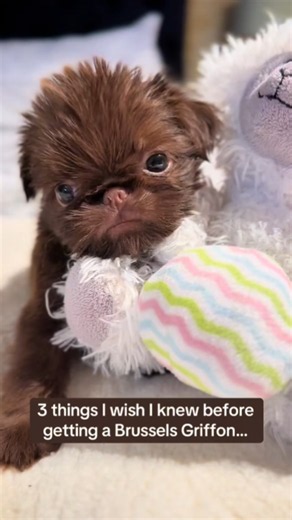 Why Brussels Griffons steal your heart
