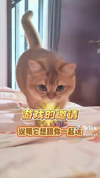 貓咪尾巴語言與表現的揭秘