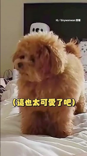 【什麼叫聲】小貴賓狗聽媽手機傳來貓叫聲 馬上來查看還狂歪頭 #Shorts