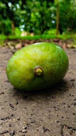 🥭 Beautiful Mango Tree from a Unique Angle #plants #nature #garden #gardening