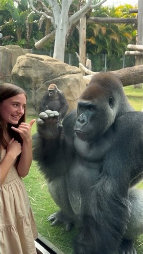 Gorilla Blows a Kiss, Then Gets Caught! 🦍💋