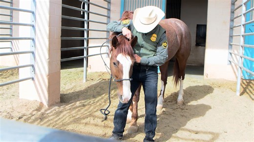 Inside the Border Patrol Horse Unit patrolling the desert near El Paso