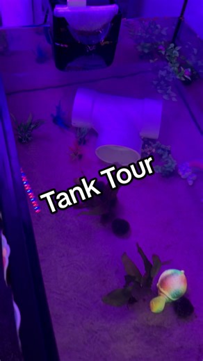 Tank tour! We change things up weekly, everytime the tank is cleaned. But the layout is generally consistent so she doesn’t get confused 🤗 - Bubbler -pvc pipe -moss balls -Java ferns -duck weed -thermometer -filter -and yes.. artificial plants We will be adding more live plants to the tank very soon! It’s been a trial and error finding what works and what doesn’t. #axolotl #fyp #strawberry #tanktour #axolotltank