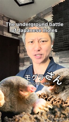 The underground battle of Japanese moles I cheer for Azuma Mogura-sans 🥺✨✨✨ —————— ▶︎ Hi, I’m Kyota Ko, the author of Amazon Best Sellers: —Folk Tales of Japan (book & audiobook) —Underdogs of Japanese History —Horror Tales of Japan —Love Tales of Ancient Japan Please check out my books on Amazon or my homepage ☺️: @themetroclassic https://kyotako.myportfolio.com/ #moles #cuteanimals #japan #japantravel #japon #animalsofinstagram | The Metro-classic Japanese