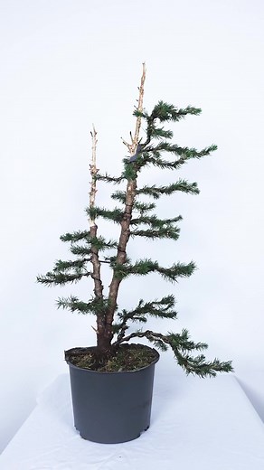 Bend a Bonsai 36: Picea Conica Tutorial