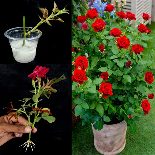 545K views · 6.7K reactions | How to Grow Rose Tree from Cutting Rose Bud In A Water With Toilet Paper | Tamanna Garden | Facebook