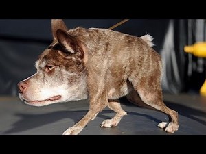 7 Strangest and Most Unique Dogs in the World