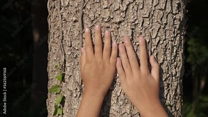 Environmentalist child embrace pine tree. An eco child touch the bark on pine tree in the forest under sun. A concept of eco friendly movement against global pollution.