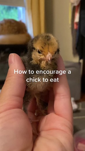 Every chick deserves a chance #fyp #chickens #babychicks #chickentips #diy #feedingtime #animalcare #bantams #nurture #millefleurduccle