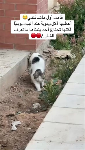 تبني القطط في الرياض: فرصة لإنقاذ الأرواح