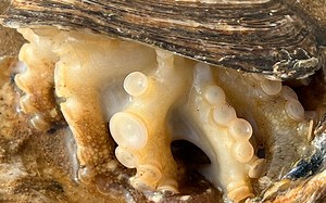 大海退潮后，大庆赶海发现小章鱼藏在生蚝中，还有迷你海参