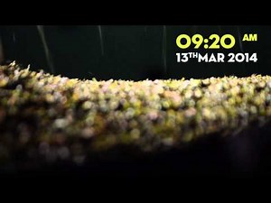 Black Tea Manufacturing Process