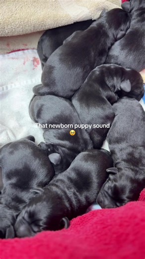 Adorable Newborn Puppy Sounds That Melt Your Heart