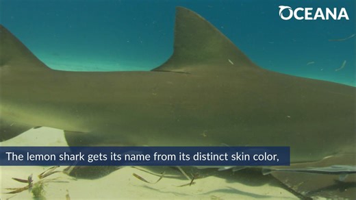 🍋 Lemon sharks don't sport their color just for looks — it also helps them camouflage in the sandy, tropical waters they inhabit! Learn more about these snazzy sharks: https://oceana.ly/4hiJpDO | Oceana