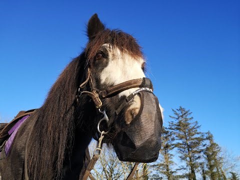 Testing an anti-grazing muzzle from 'Munch-N-Done' with Henry the greedy horse
