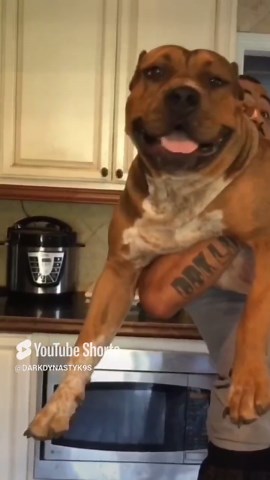 Witness the Power of Big Pit Bulls in Action