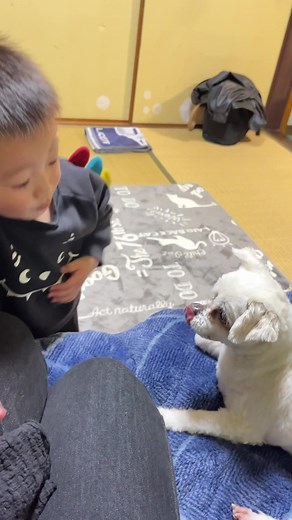 1歳児がワンちゃんを煽り続けた結果･･･🐶#家族 #親子 #あやとオーズ #犬 #dog