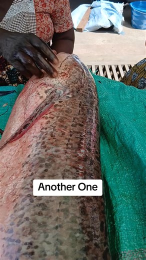 Exploring the African Lung Fish: Fascinating Facts and Features