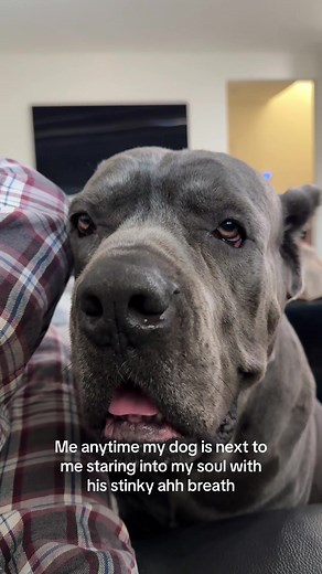 Funny Dog Breath | Stinky Dog Moments