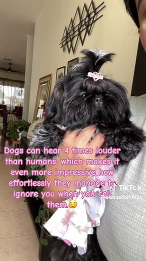 Relatable 😩 #shihtzu #sillydogs