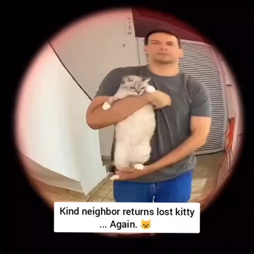 Kind neighbor returns lost kitty... Again. Kitten #cat #meow #neighbors
