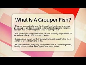 What Is A Grouper Fish? - The Marine Life Explorer