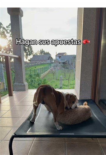 Tenemos dos perros y dos de estas camas desde junio… y siguen como el primer día. La usan para jugar, descansar y además no tocan el suelo, así están más frescos. 🐶 Resistente 🌬️ Transpirable 🧼 Fácil de limpiar La tienes en el botón naranja del vídeo. #OfertasParaTi #TikTokShop #Perros #Mascotas #DogLovers