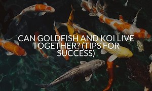 Can Goldfish And Koi Live Together? (Tips For Success)
