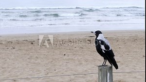 SLOW MOTION Australian Magpie Singing At The Beach On A Fence Post
