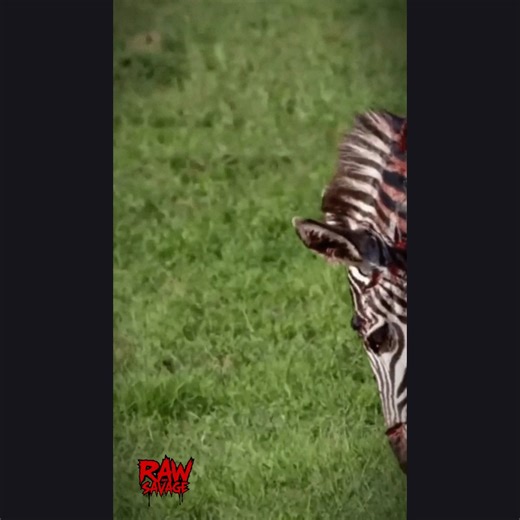 Tough Zebra bears the wounds of a recent Lion encounter | Raw and savage.