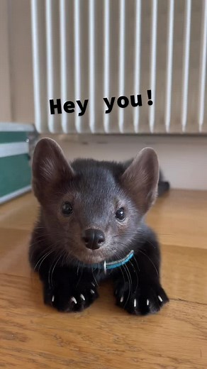 Buddy the Sable Sends a Heartwarming Message